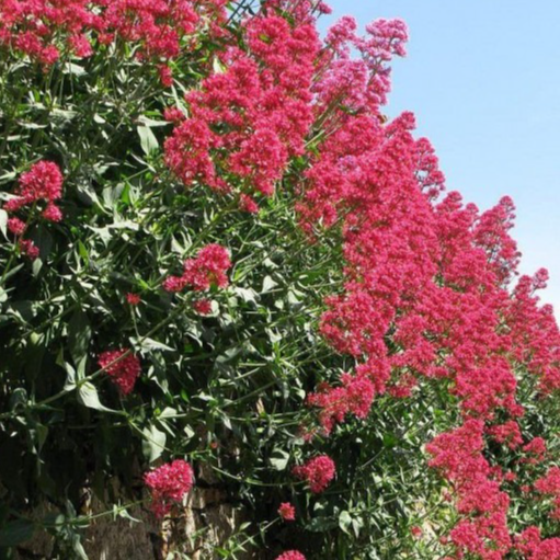 Valériane des jardins en pot 1.5 litres