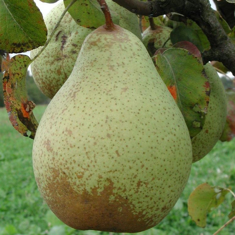 Poirier (Pyrus communis) 'Comtesse de Paris'