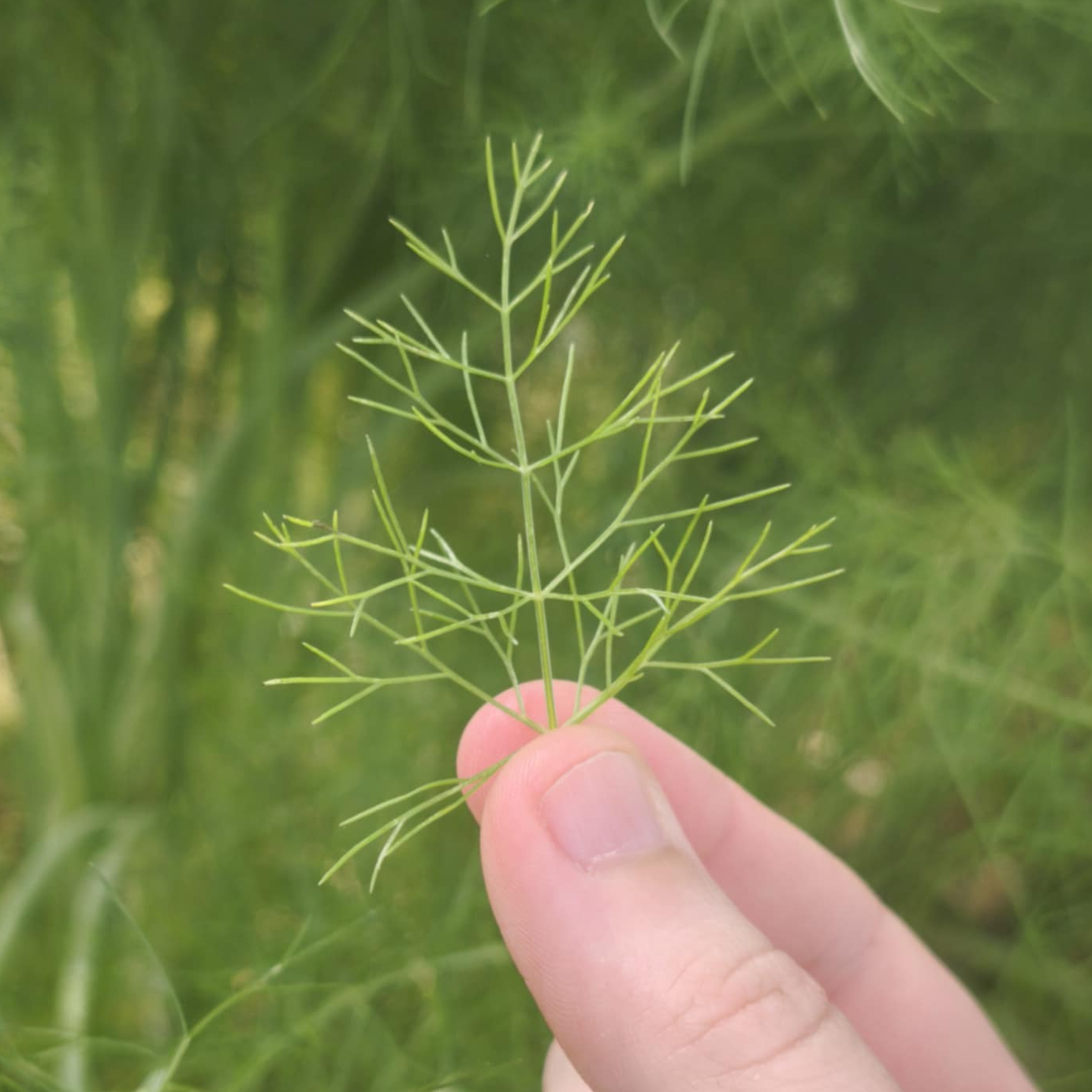 Fenouil vert