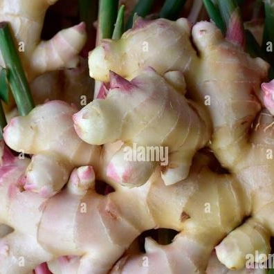 Gingembre frais