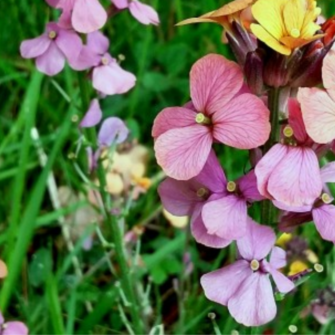 Cheiranthus mutabilis