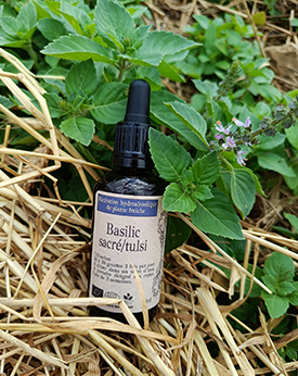 Alcoolature Basilic tulsi - 50ml