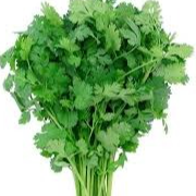 Coriandre en botte