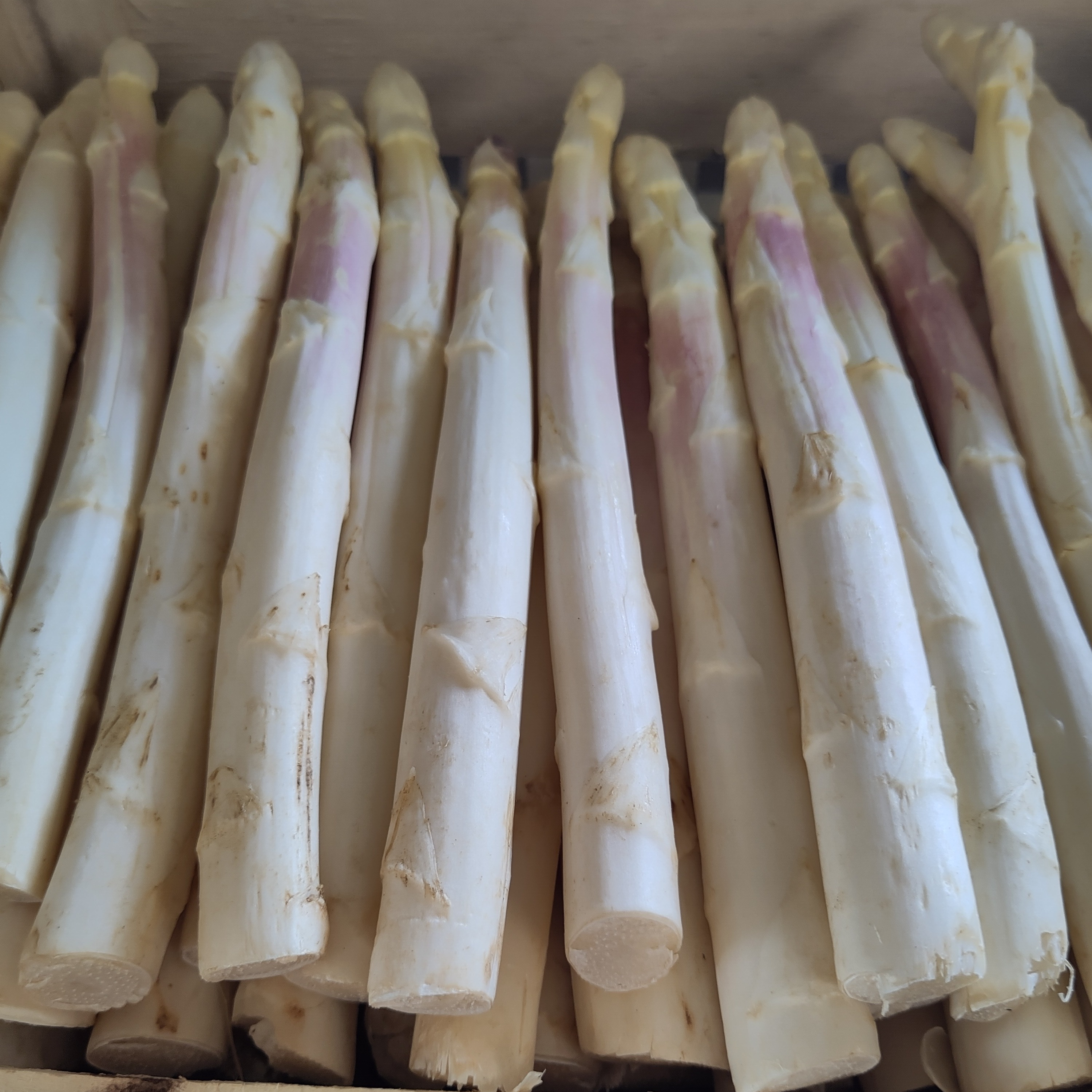 Asperge blanches BIO
