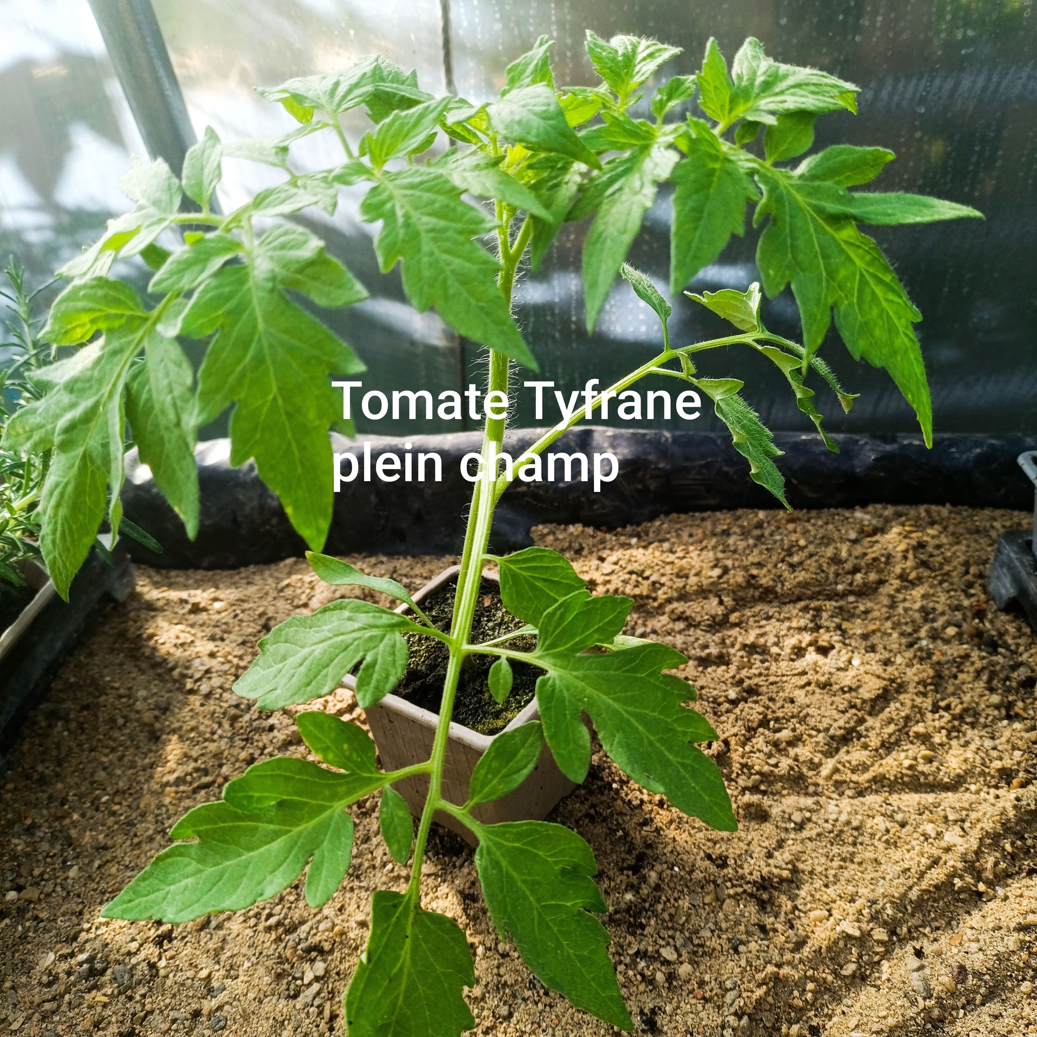 Plant tomate - ronde rouge tyfrane (plein champ non tuteurée F1)