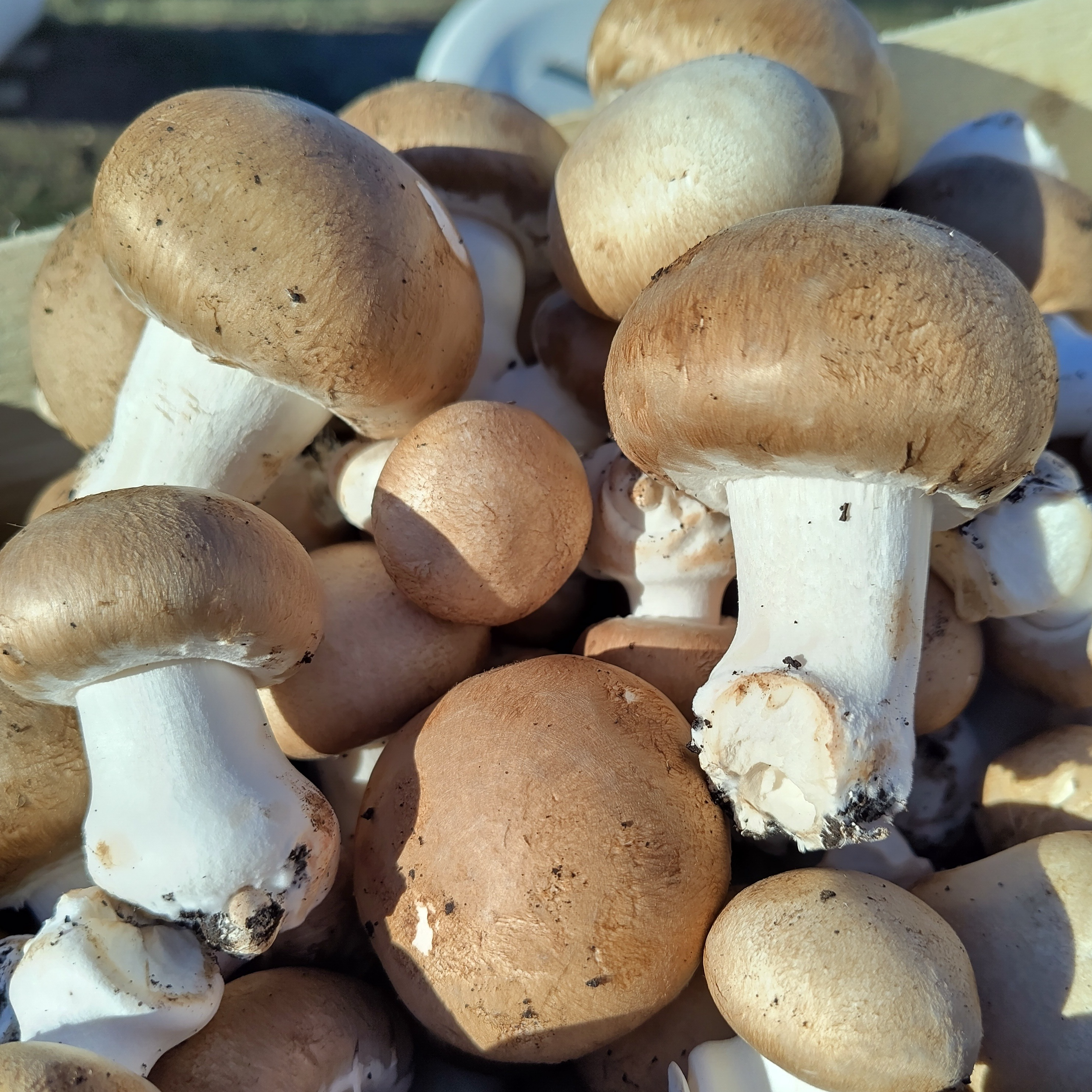 Champignons de Paris