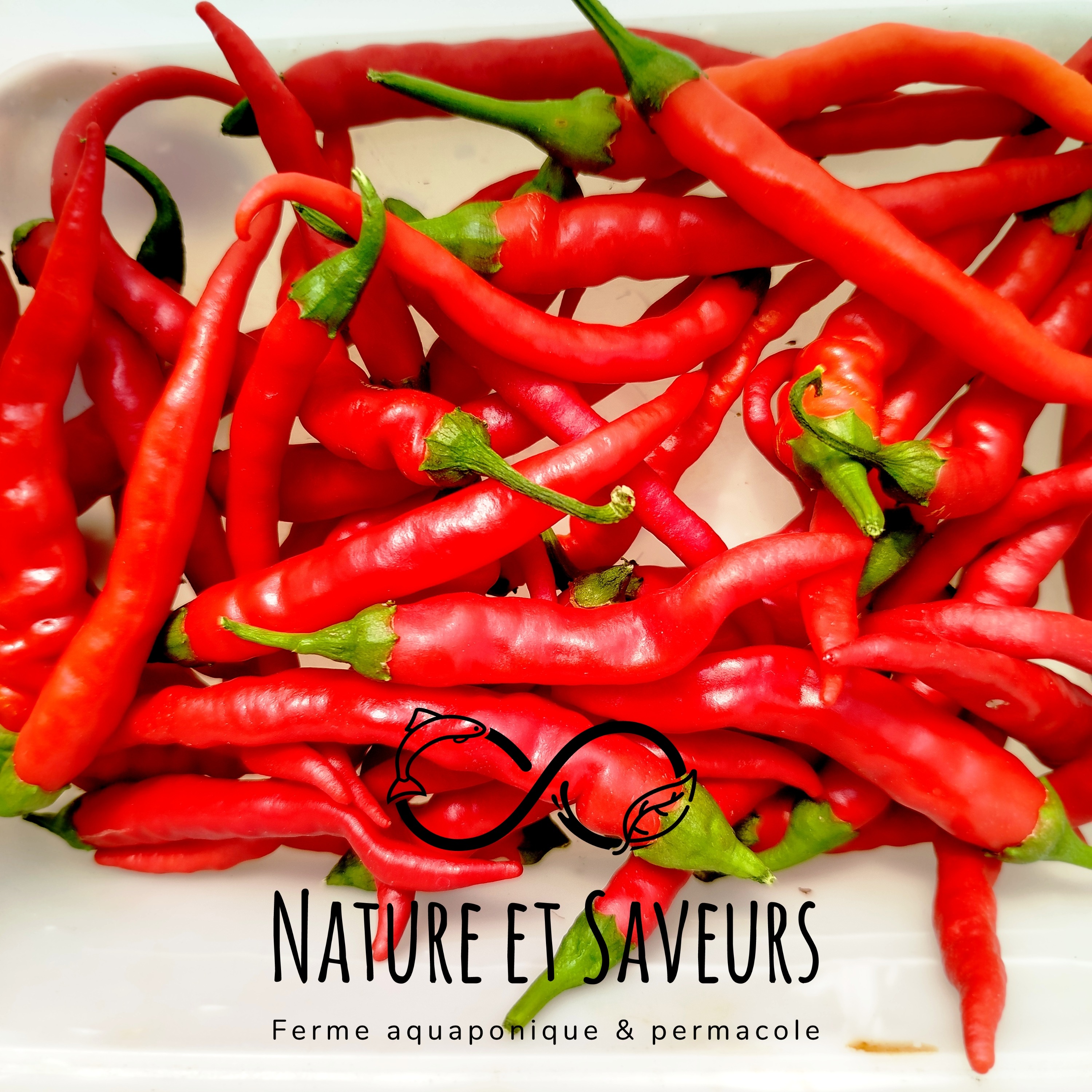 Piment de Cayenne – Allongé, ardent et plein de caractère (20g) - 20g
