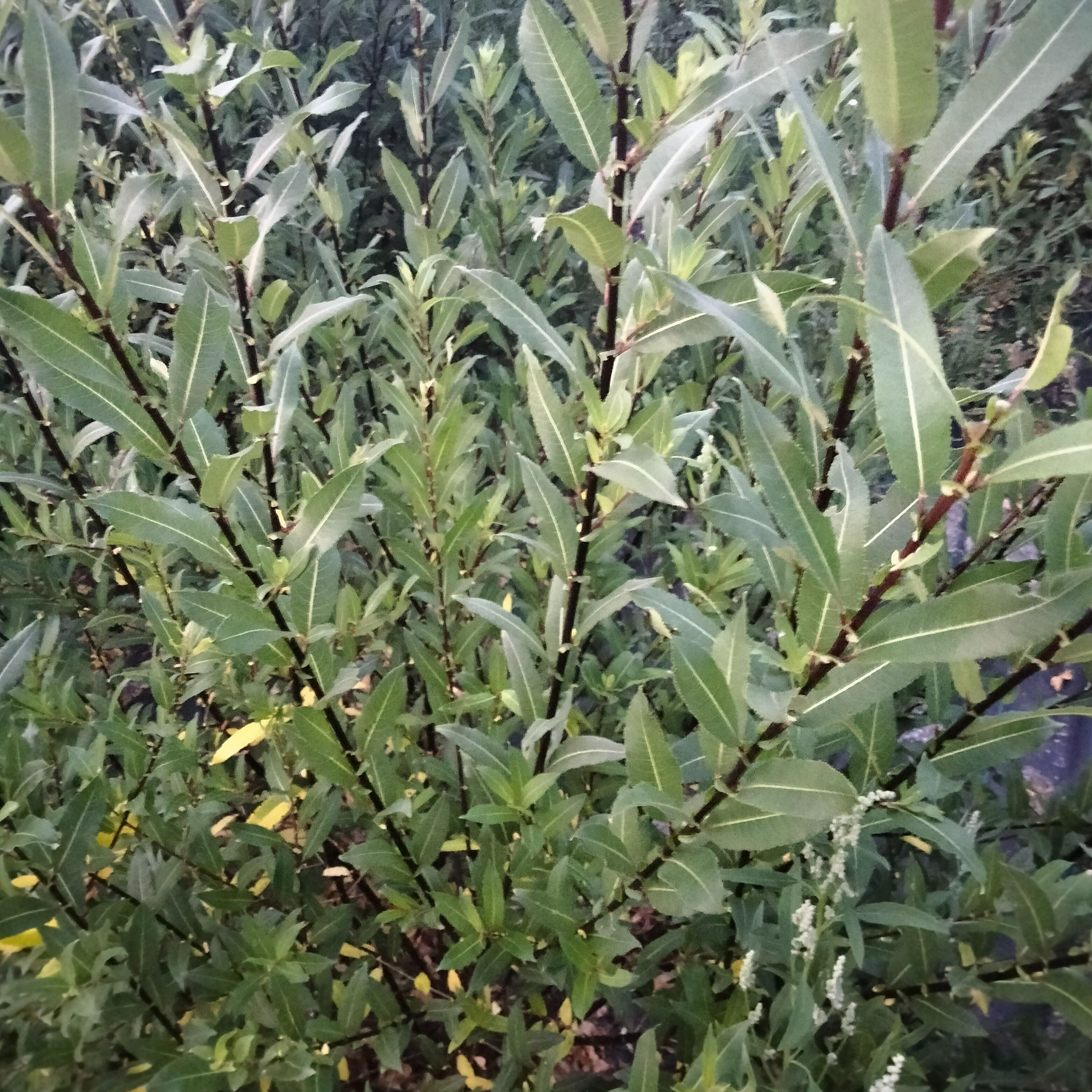 Plant d'Osier vannier noir (bordures extérieures)