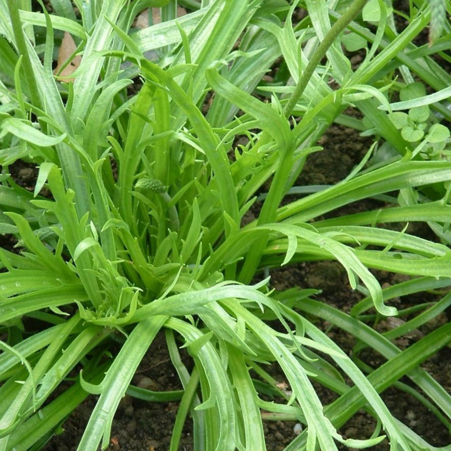 Plantain corne de cerf (  par 20gr)