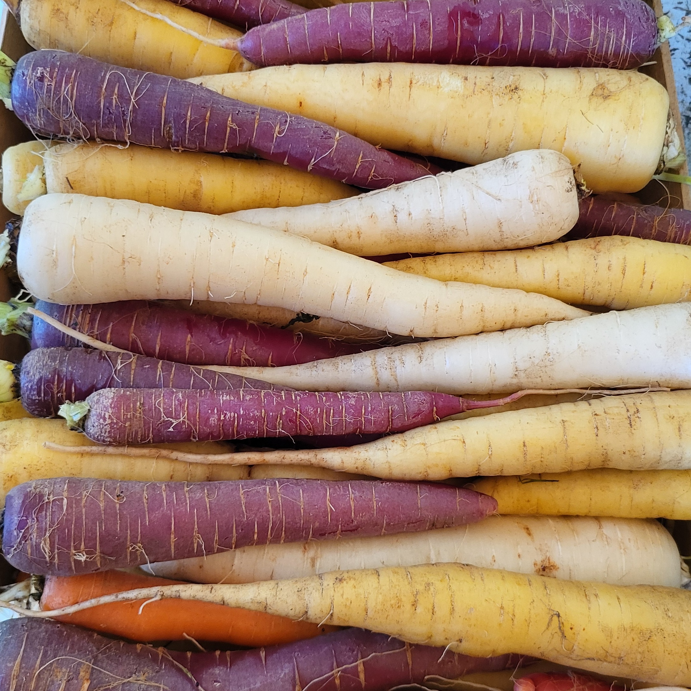 Carottes multicolores - 1kg