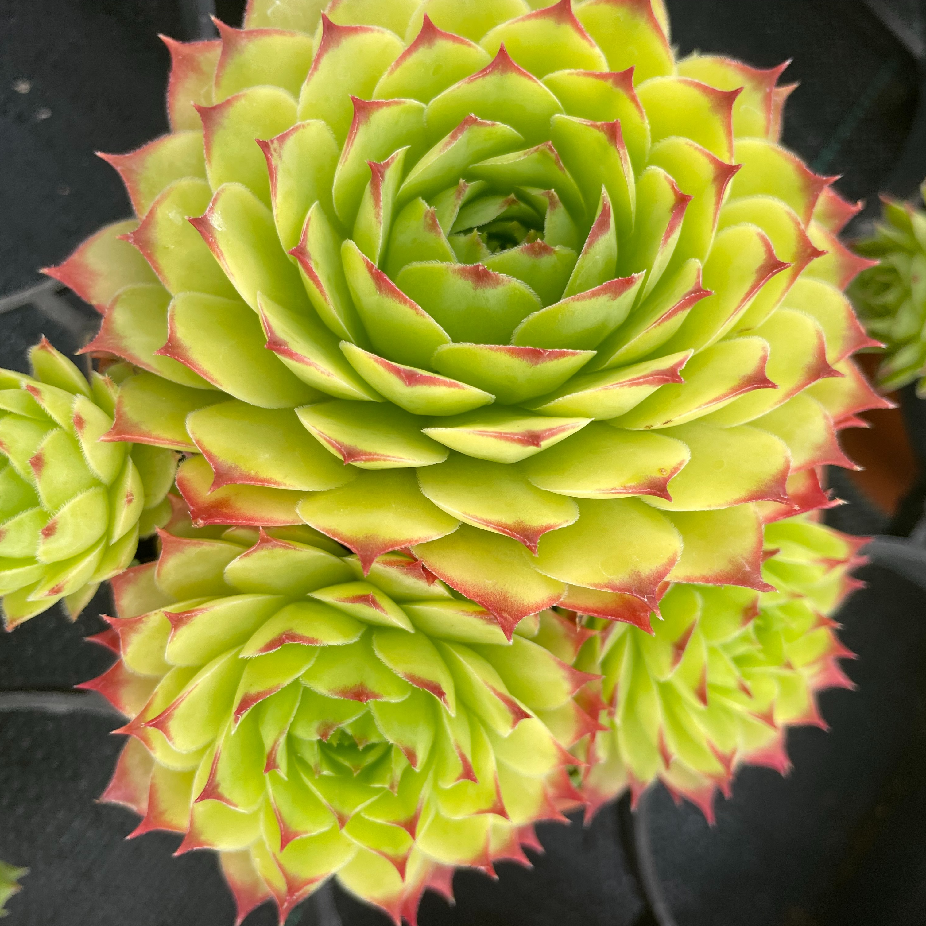 Sempervivum tectorum