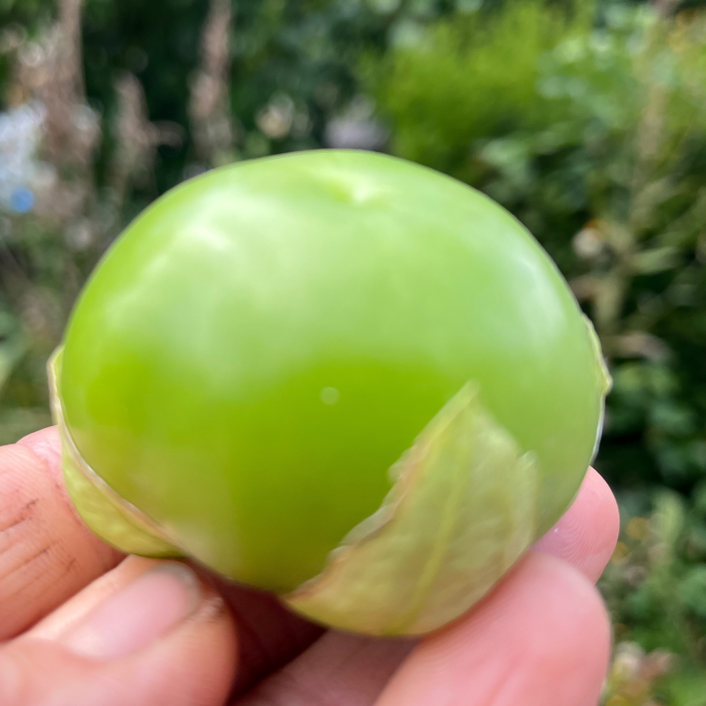 Tomatillo verde barquette - 400g