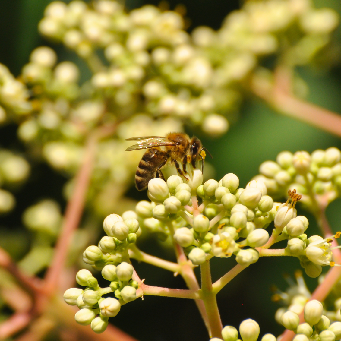 Arbre à miel, Euodia danielli