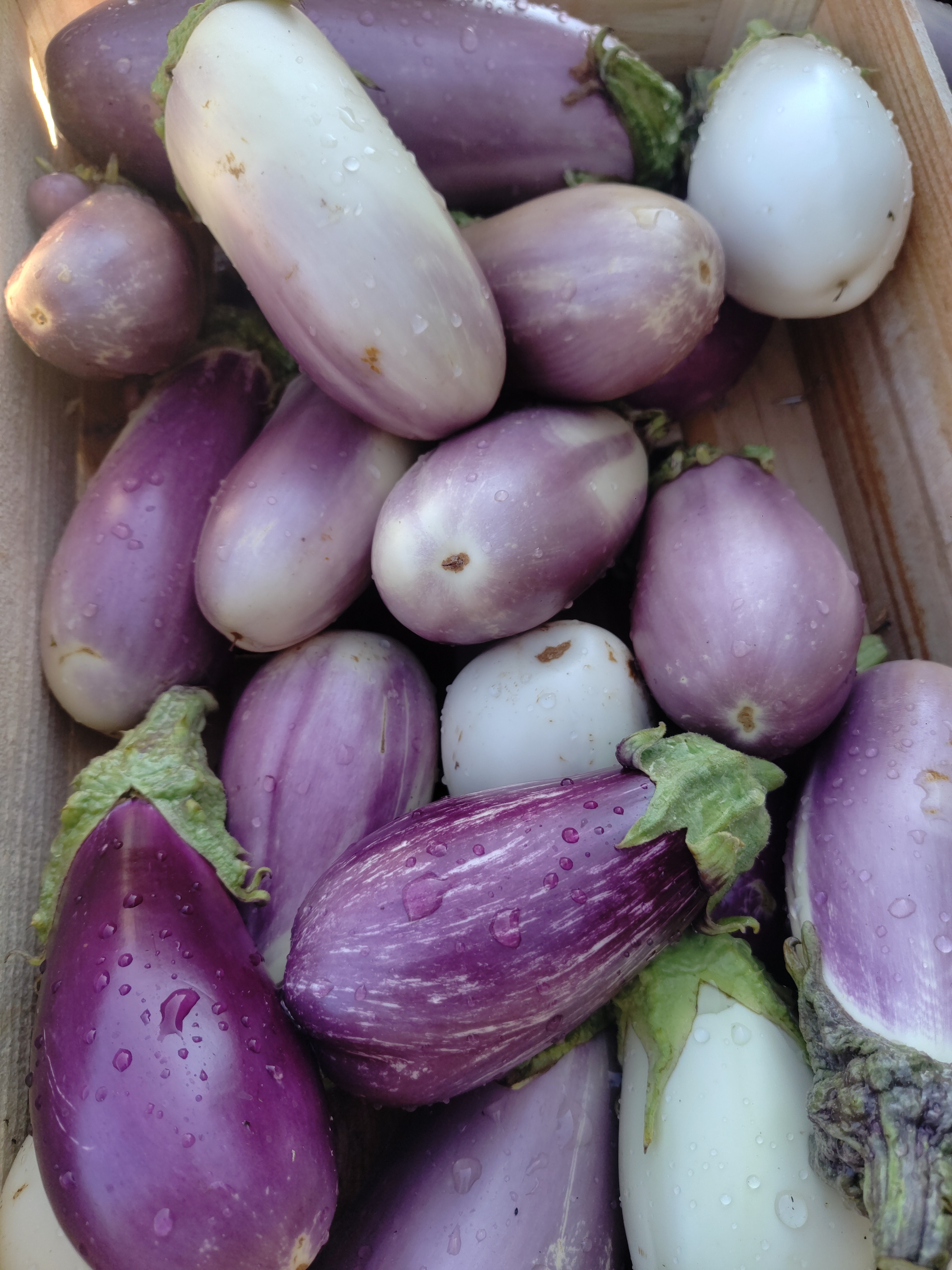 Aubergine Colorés
