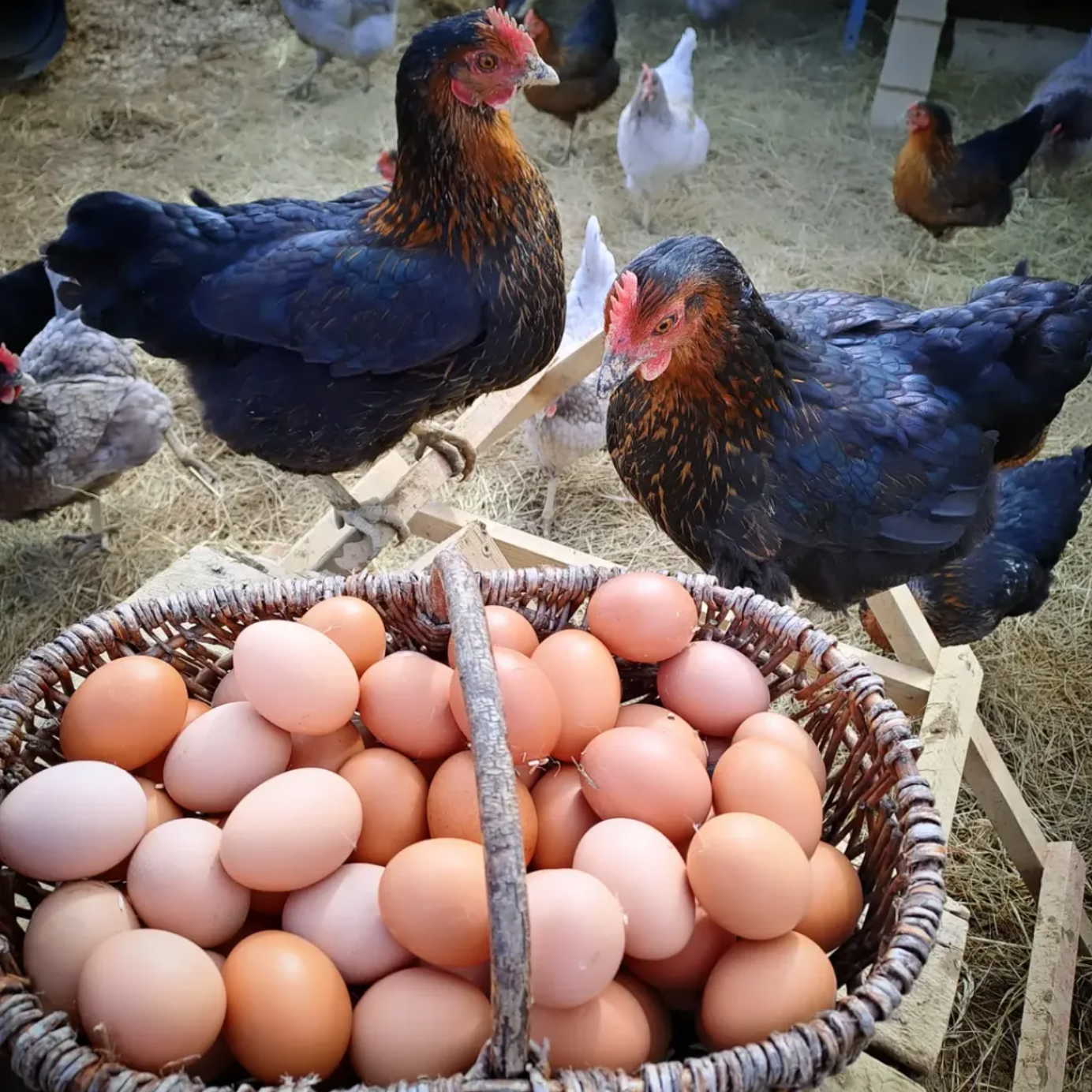 Oeufs (x6)