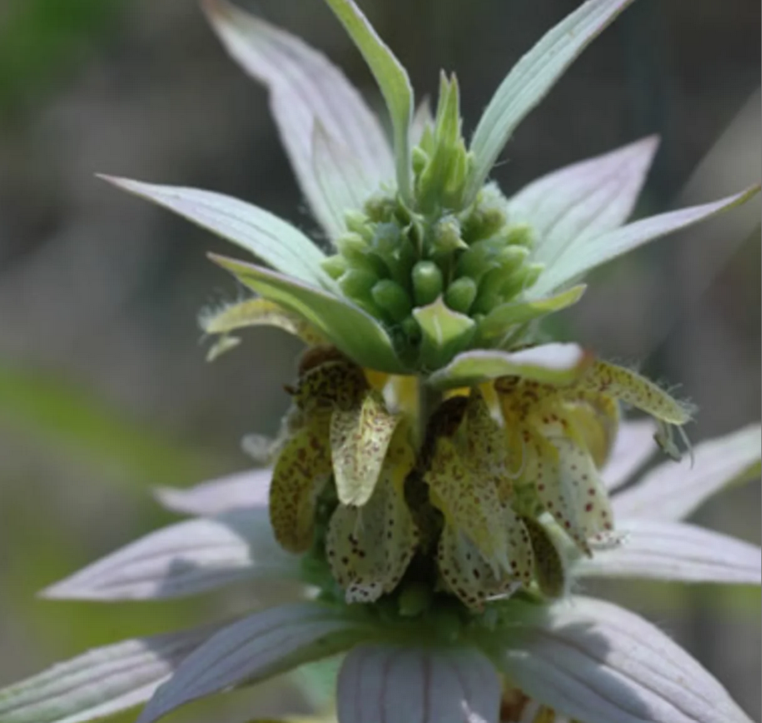 Plants fleurs- Monarda punctata