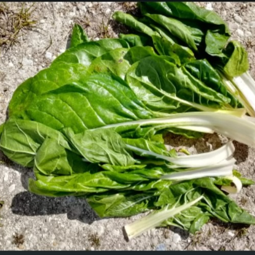 Blette - conversion bio - Ferme de Larrue