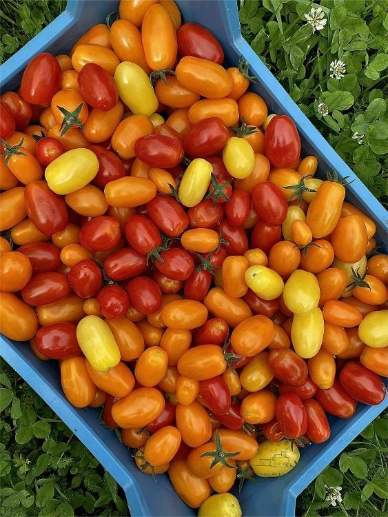 Tomate cerise vracs
