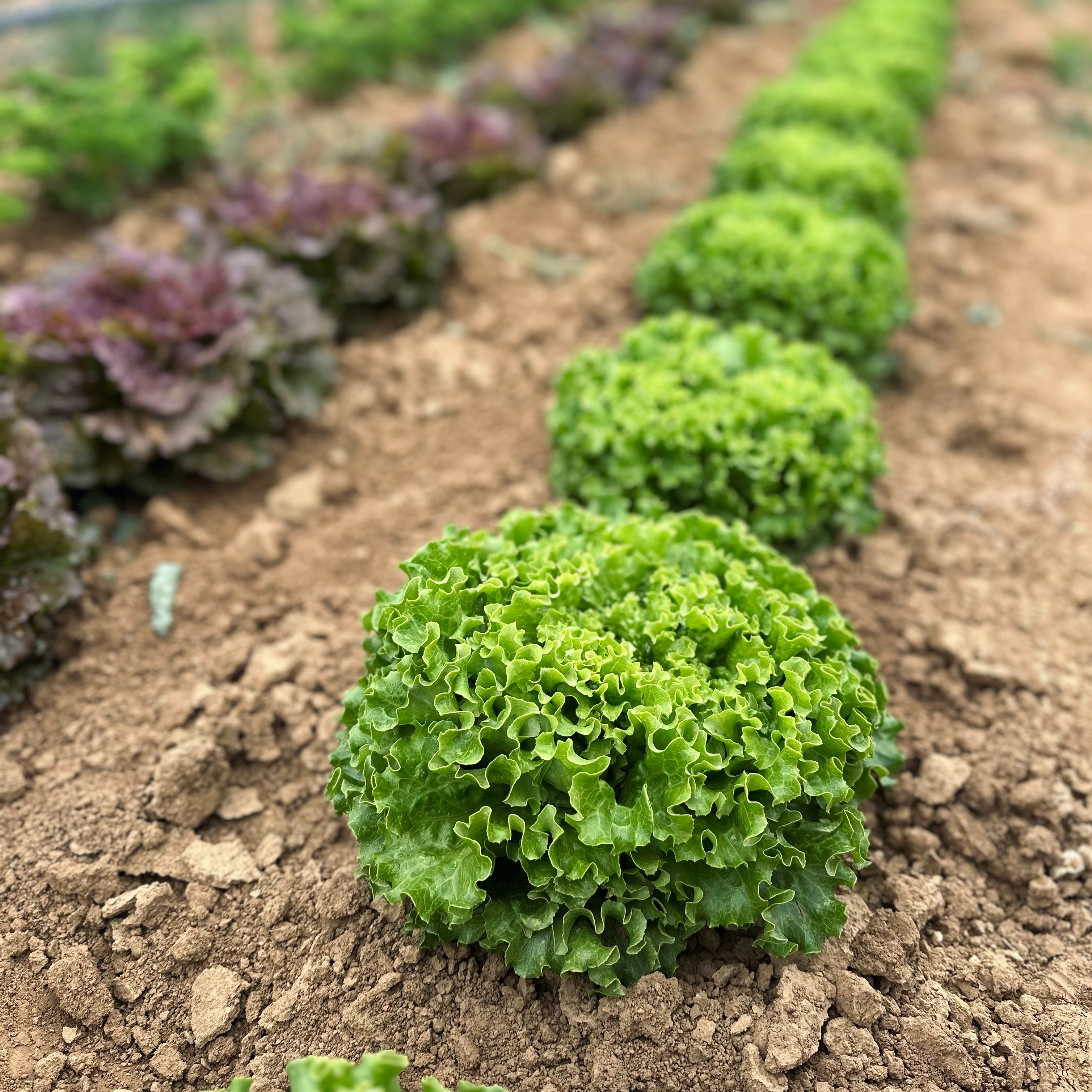 Salade batavia verte