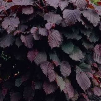 Noisetier pourpre - Corylus maxima purpurea