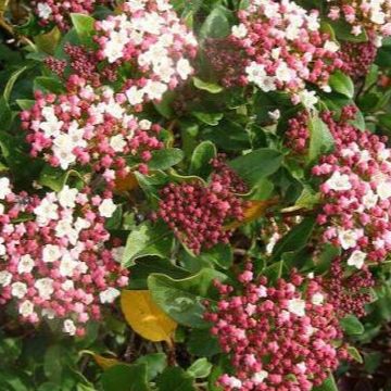 Viorne - Laurier tin - Viburnum tinus "Gwenllian"