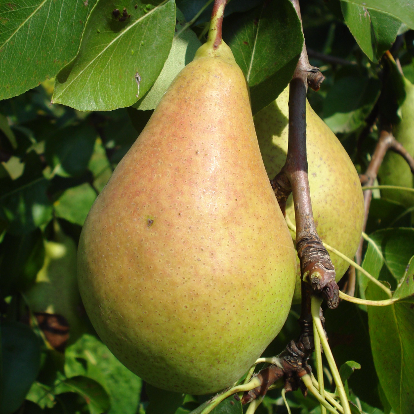 Poirier 'Curé' / OHF87 Racines nues