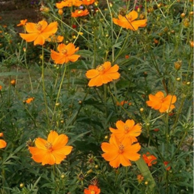 COSMOS SULFUREUX