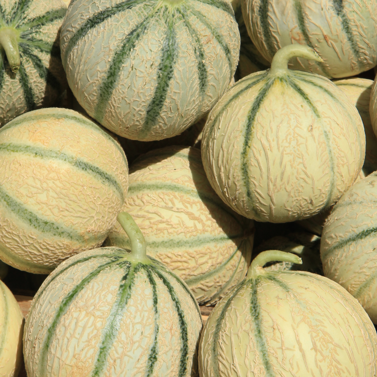 Melon - pièce