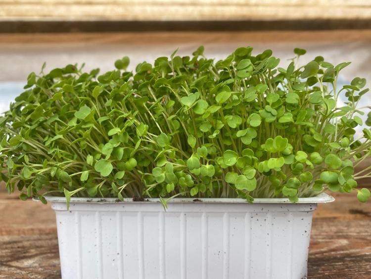 Micro-pousses de roquette S
