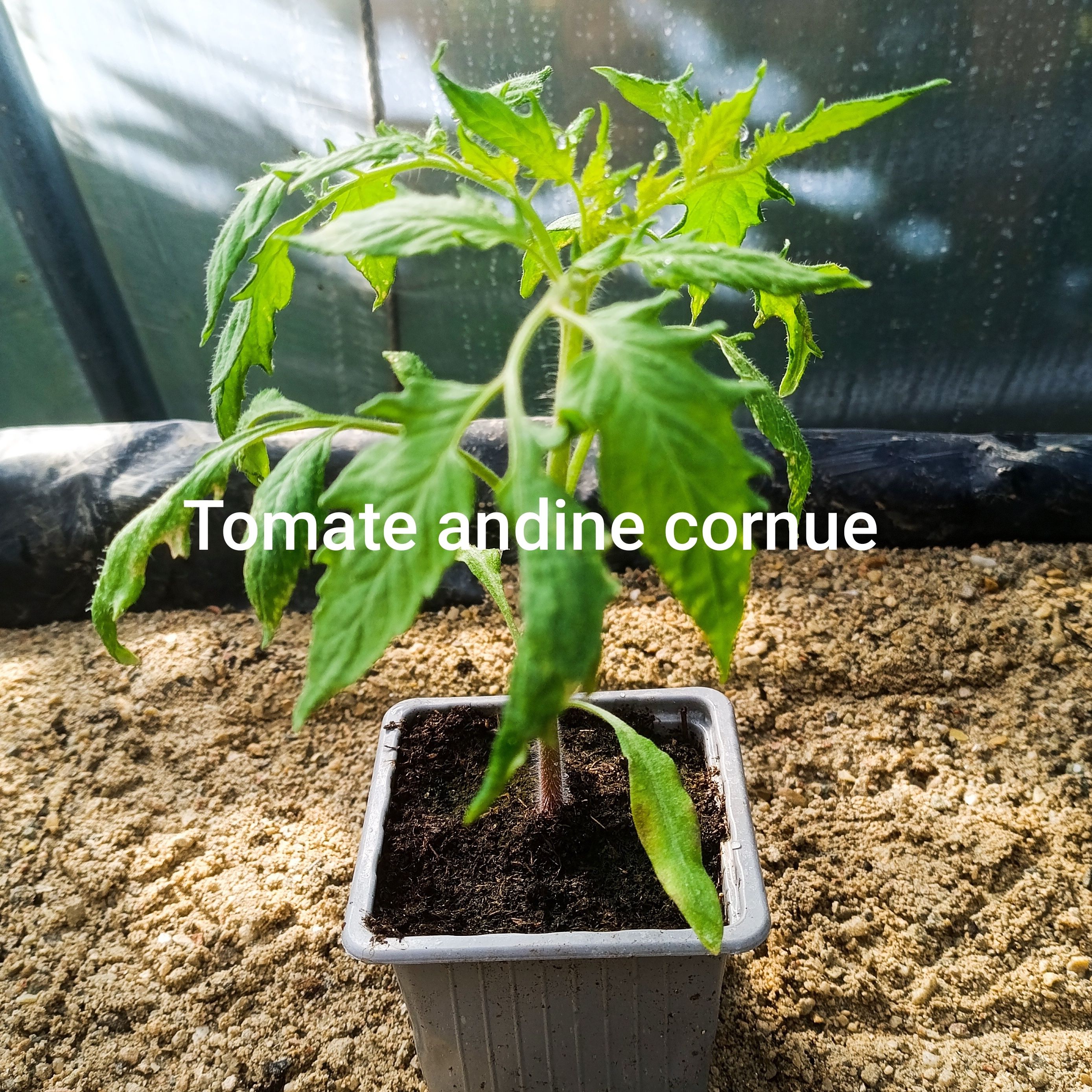 Plant tomate - andine cornue