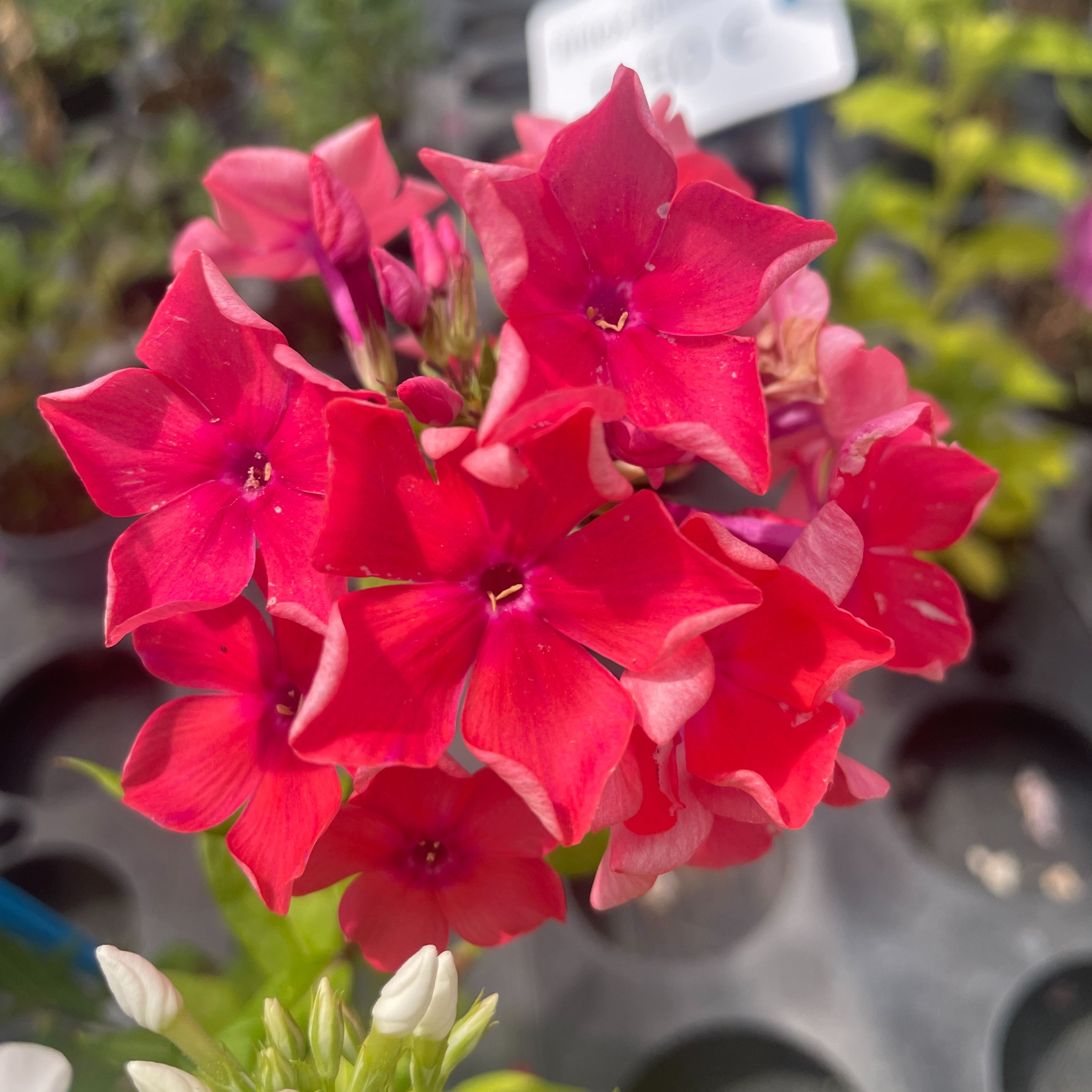 Phlox paniculata ‘Watermelon Punch’