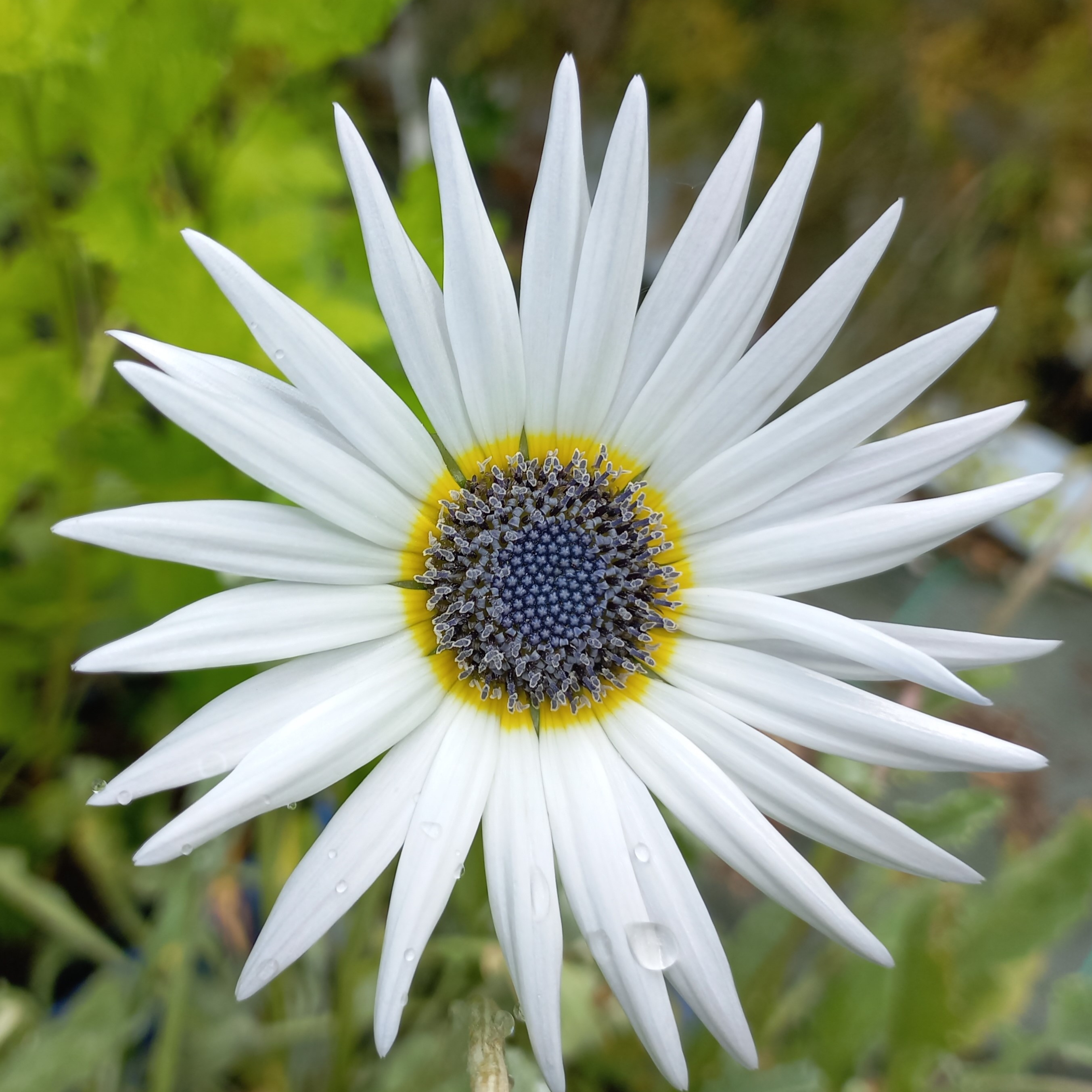 Marguerite africaine - godet 8 cm