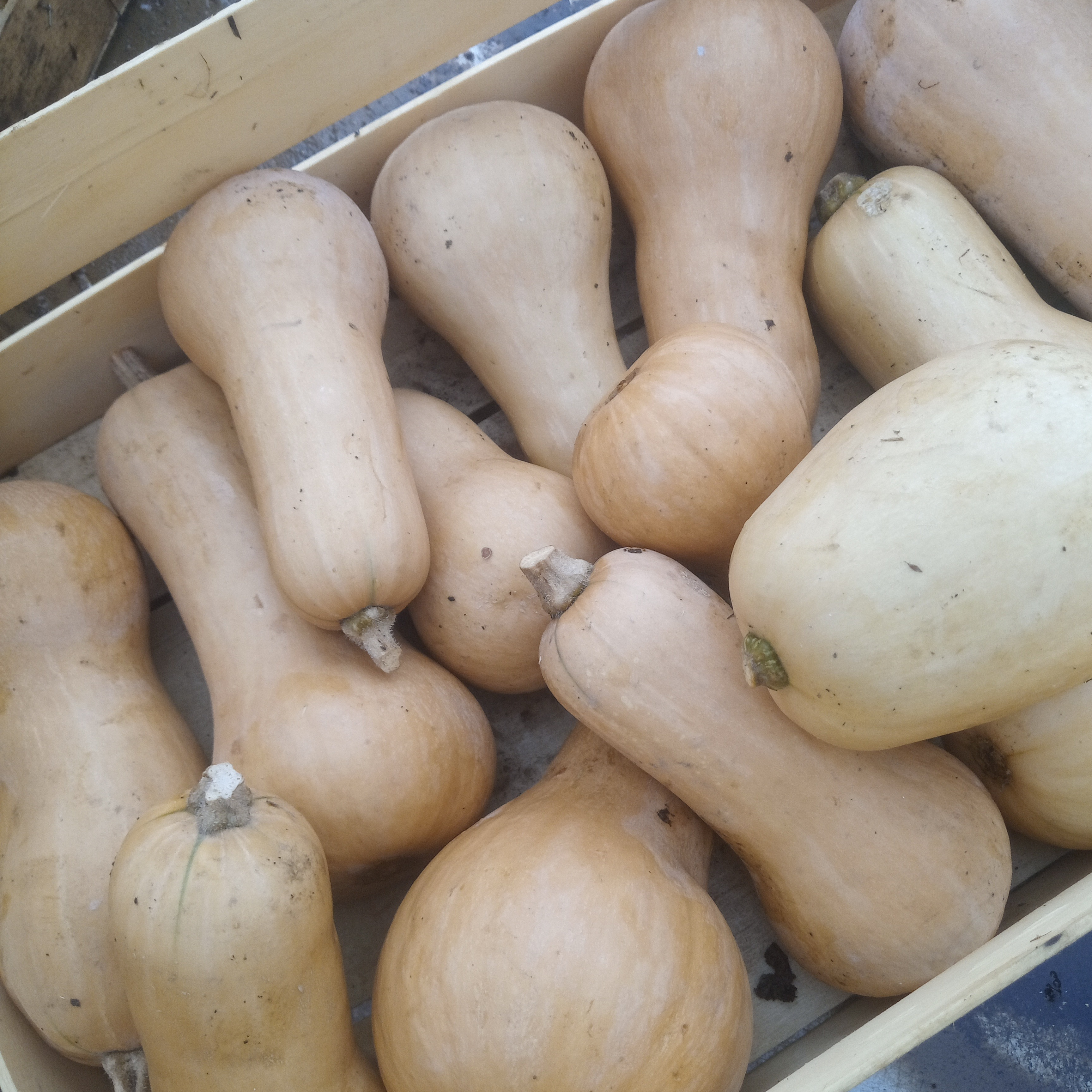 Courge Butternut