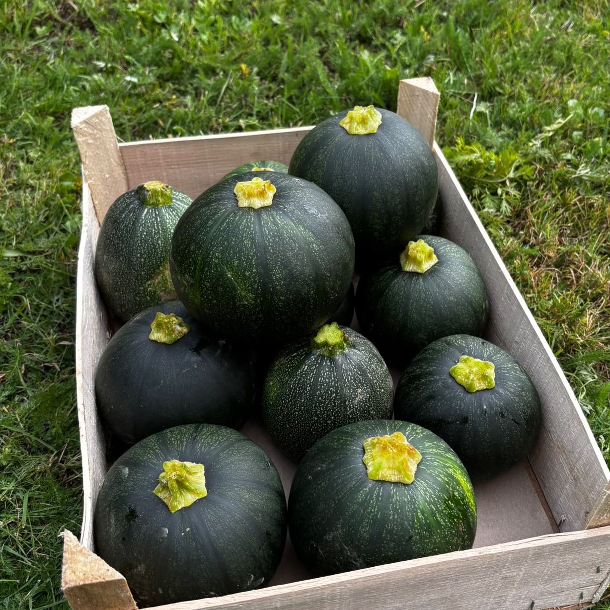 Courgettes rondes
