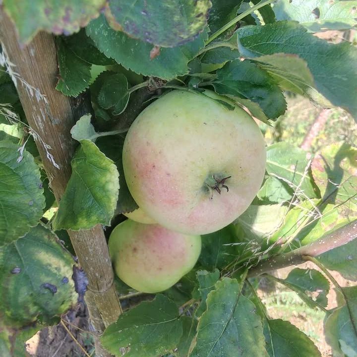 Pommier - Malus domestica "Transparente de Croncels"