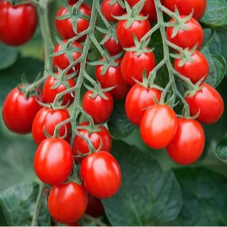 36 PRUNE ROUGE