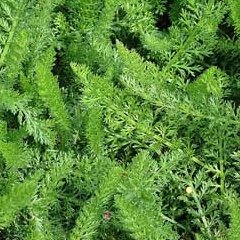 Feuilles d'Achilée (par 50)