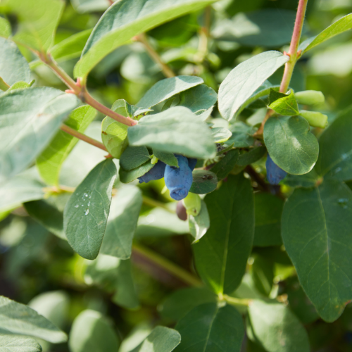 BAIE DE MAI 'EDULIS' Bio