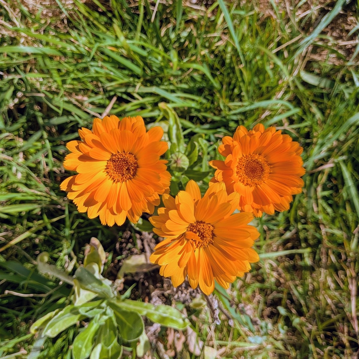 Fleurs de souci calendula orange - 15g - 15g