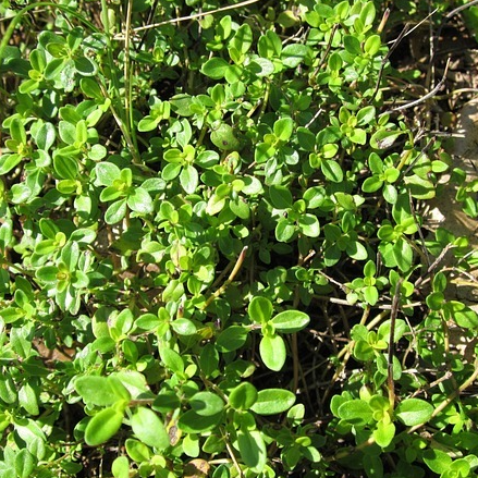 Thym citron