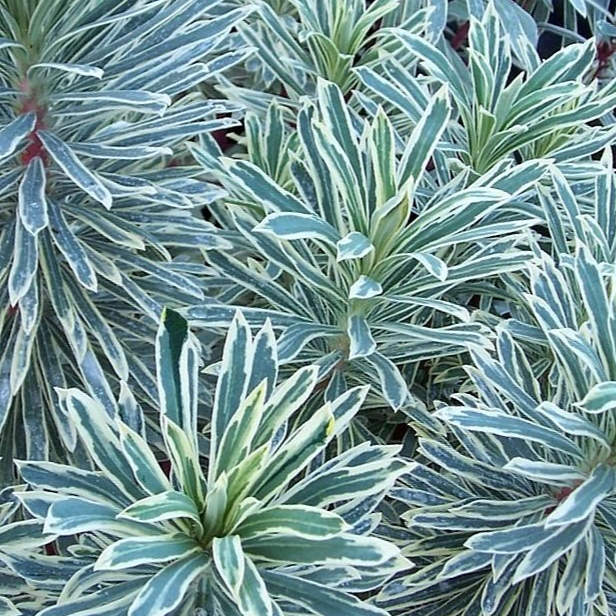 Euphorbe characias Glacier Blue en pot 2 litres