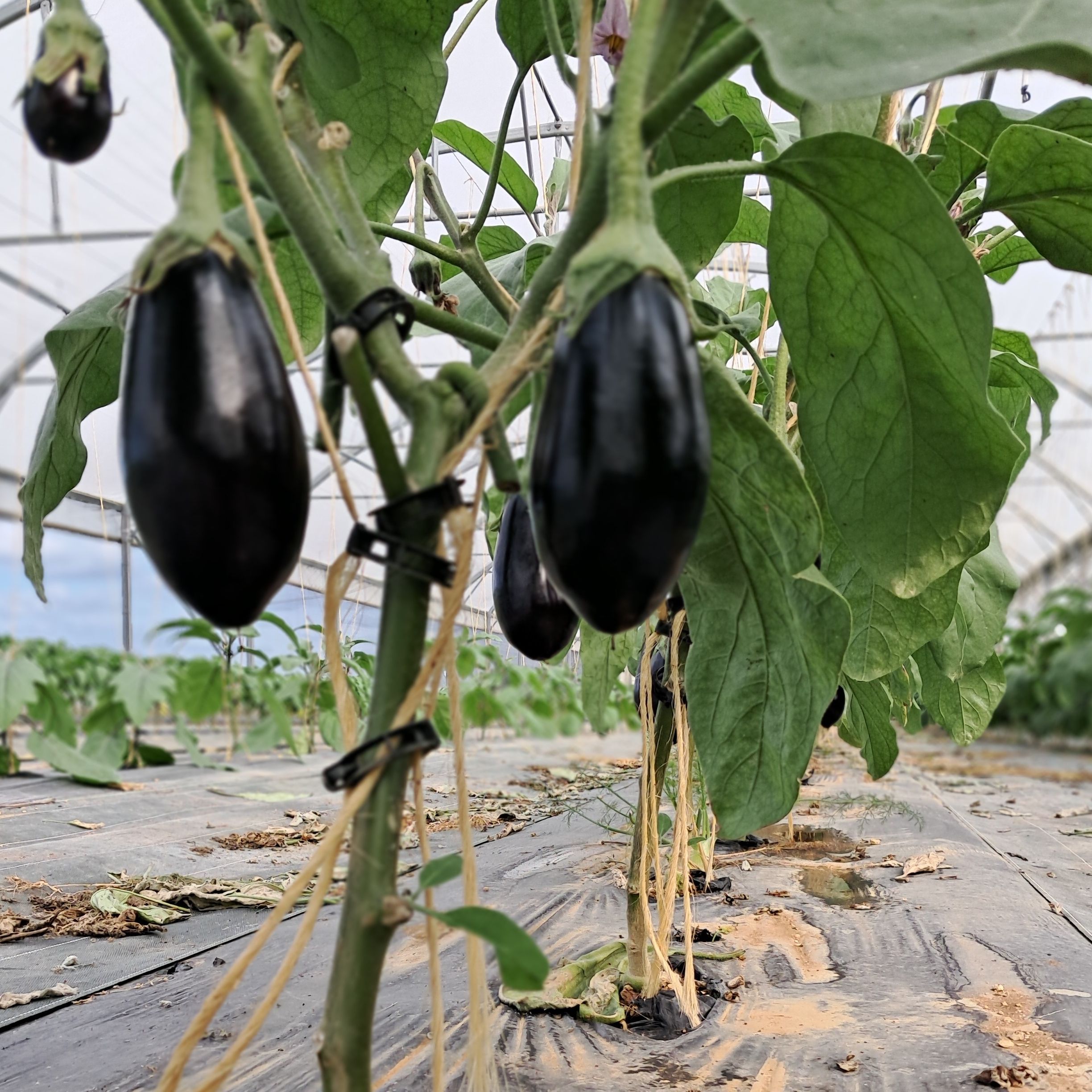 Aubergines