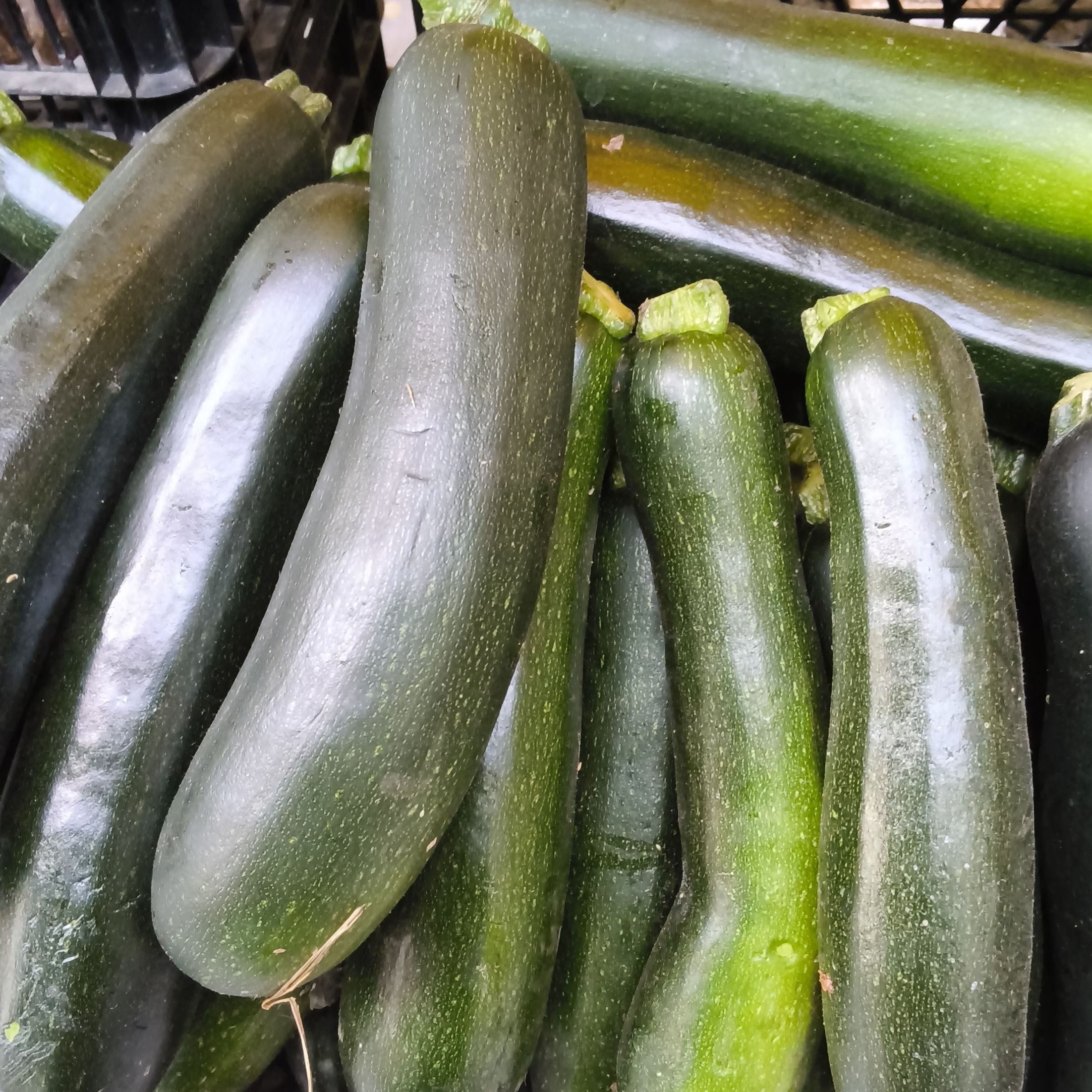 Courgette moyenne