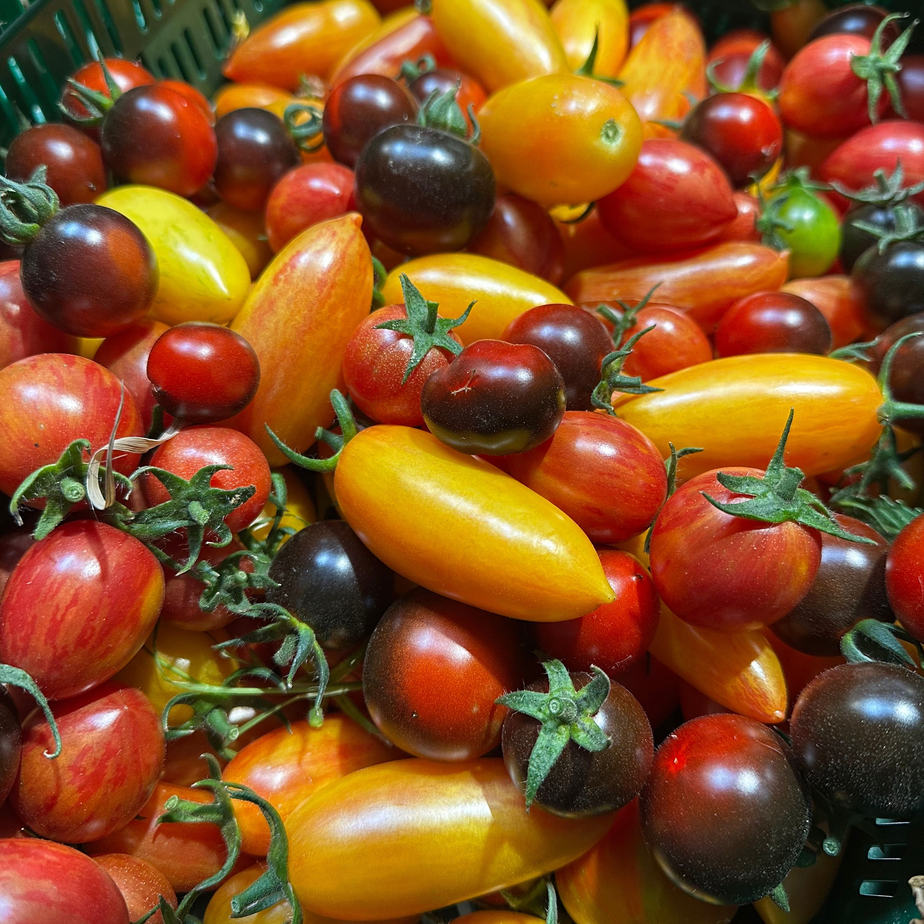 Tomates cerises - mix du Jardin