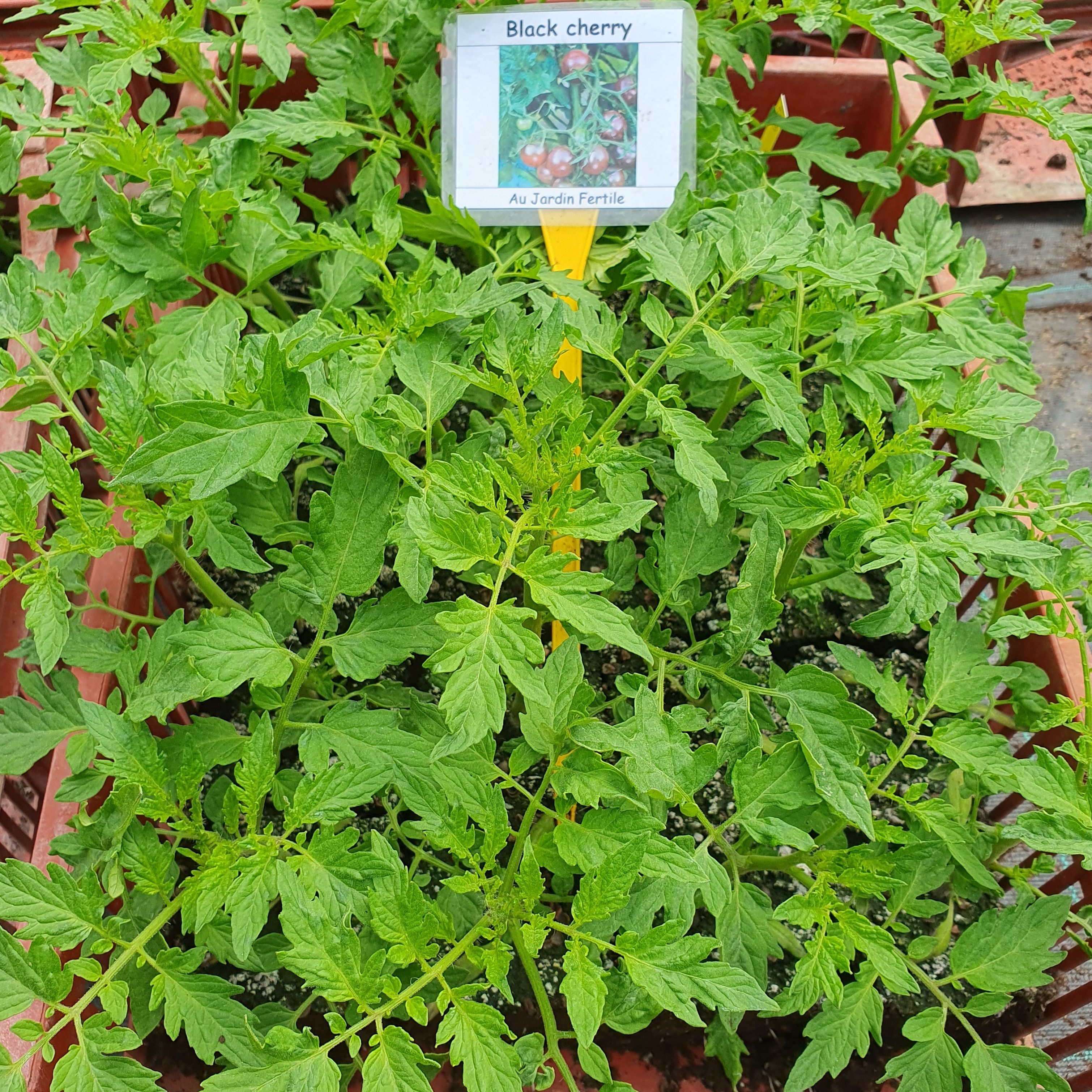 Plant Tomate cerise Black Cherry