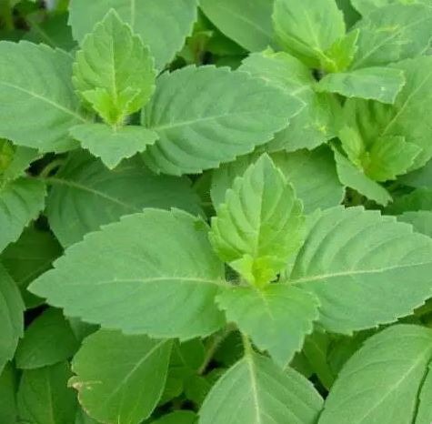 BASILIC TULSI