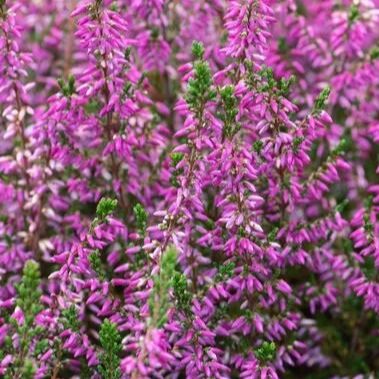 - Calluna vulgaris "Marlies" (Bruyère d'été rouge) - P10/P13