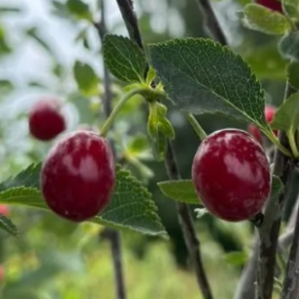 Cerisier - Prunus avium "Griotte de Visé"