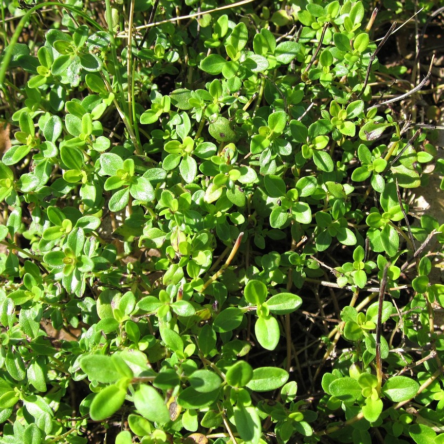 Glace d'infusion Thym citron