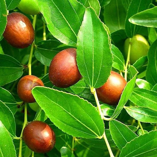 Jujubier 'Lang' pot 3L